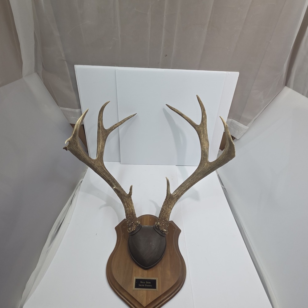 Vintage South Dakota Mule Deer Antler Taxidermy Mount 10 Point‎ 22" Spread